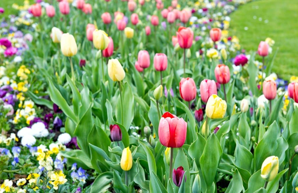 Must see on chiang rai flower festival
